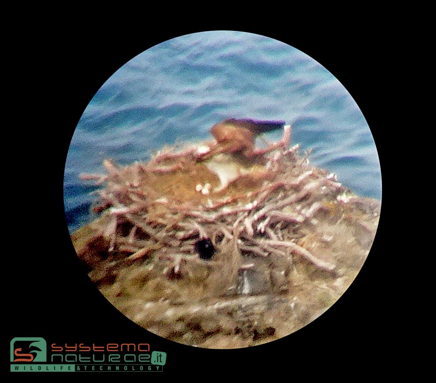 Rizzo pinna foto uova falco pescatore