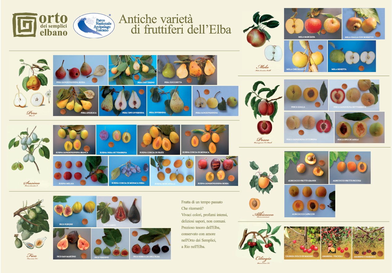 poster frutta antica