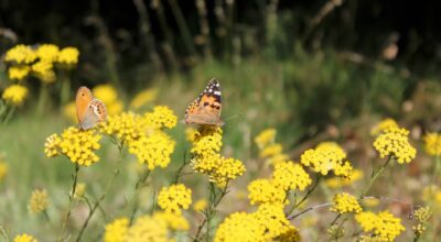 Torna il Festival “La natura al centro” la scienza per tutti
