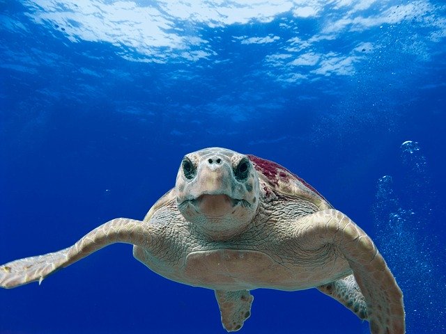 Giornata Mondiale delle Tartarughe Marine 2020 (Conferenza online)