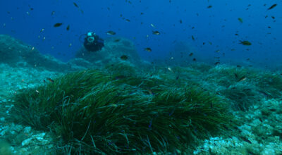 Iscrizioni ancora aperte per il corso di formazione “ISLEPARK DIVERS MONITORING NETWORK”