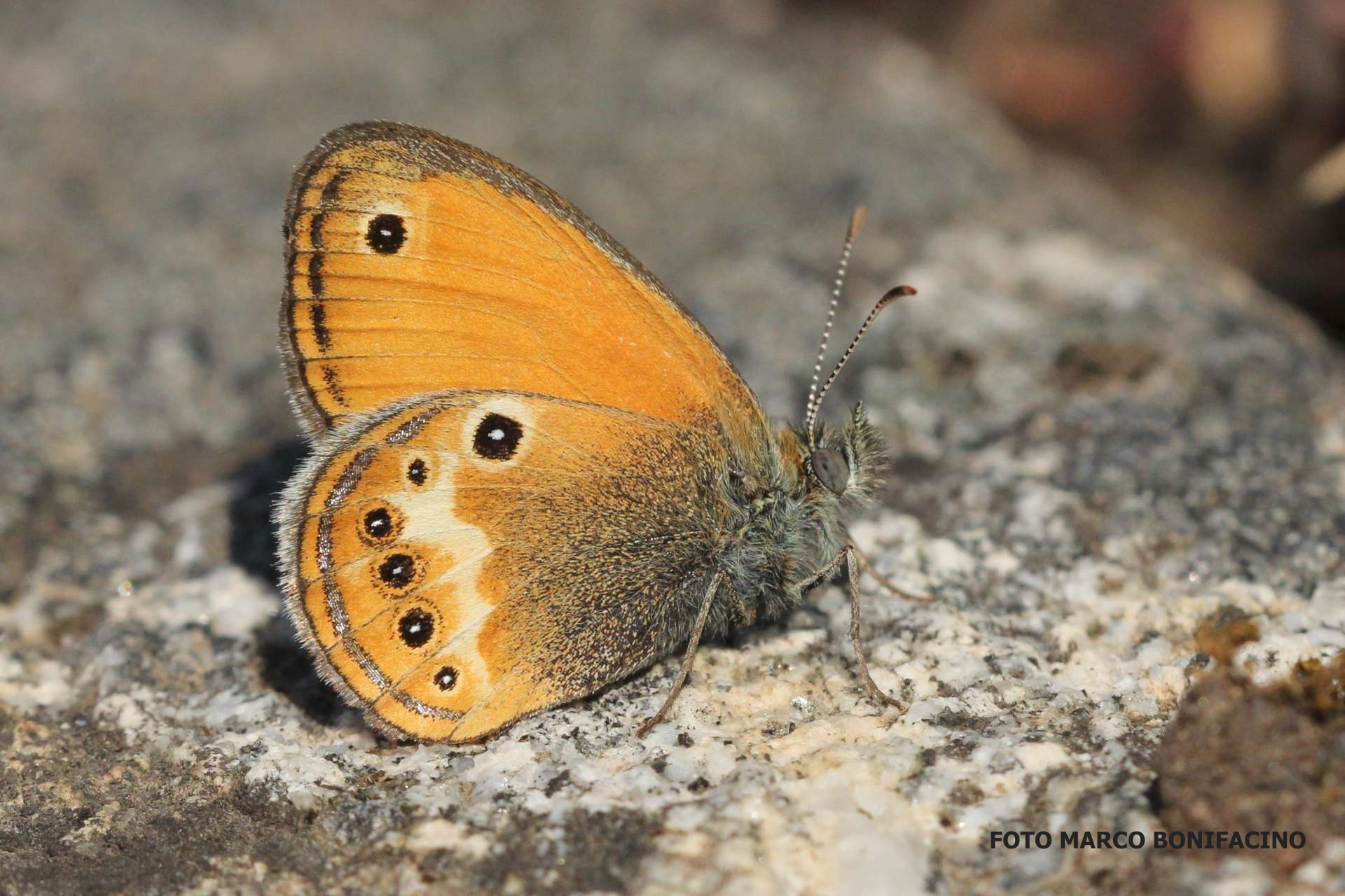 Coenonympha corinna elbana Isola dElba Chiessi 20 4 21 Marco Bonifacino 2 1920x1280