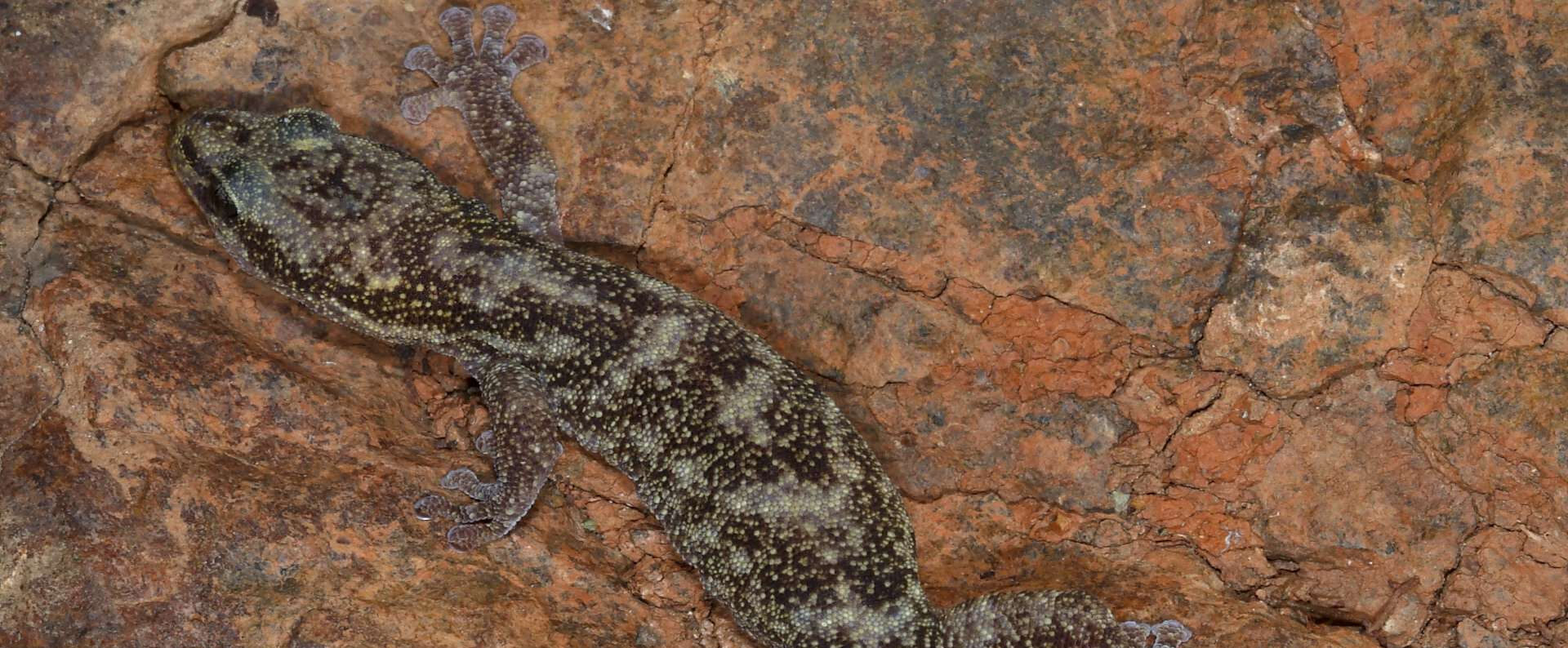 Tarantolino