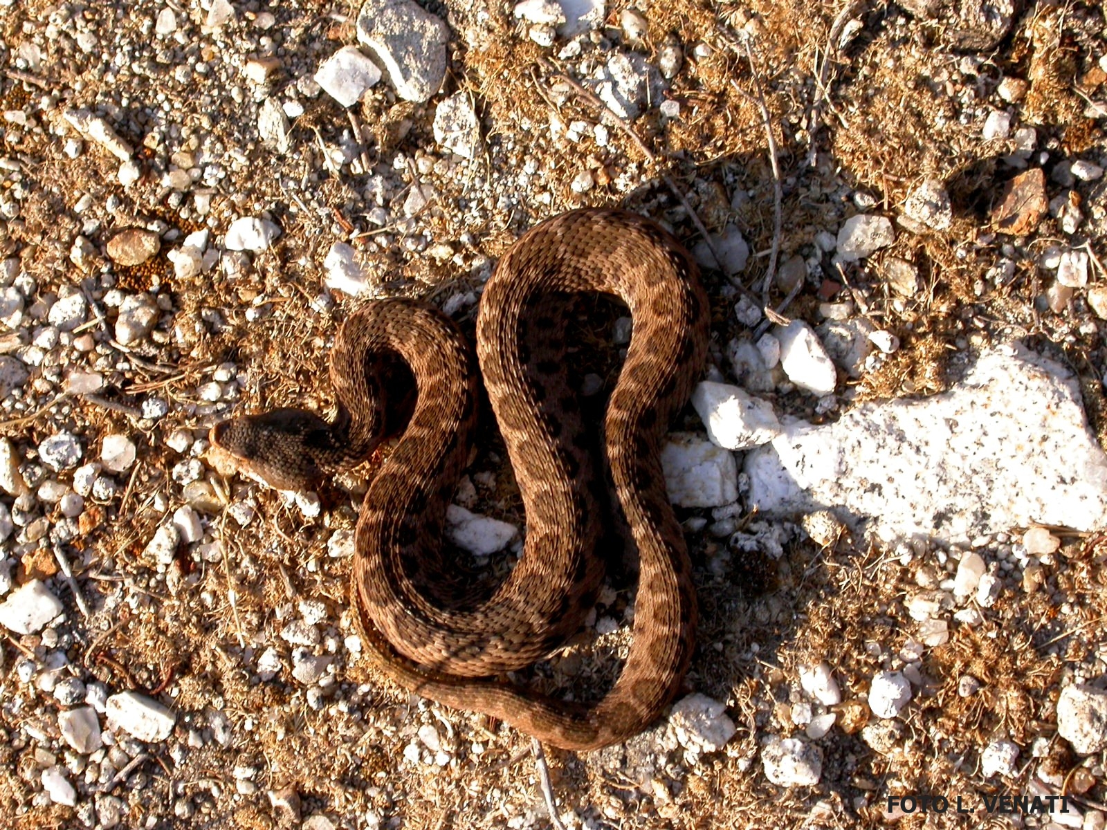 foto Venanti Loreno Vipera di Montecristo 1