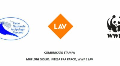 MUFLONI GIGLIO: INTESA FRA PARCO, WWF E LAV
