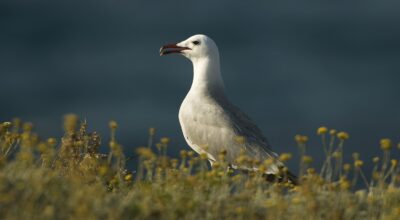 La conservazione della biodiversità è il core business del Parco Nazionale Arcipelago Toscano