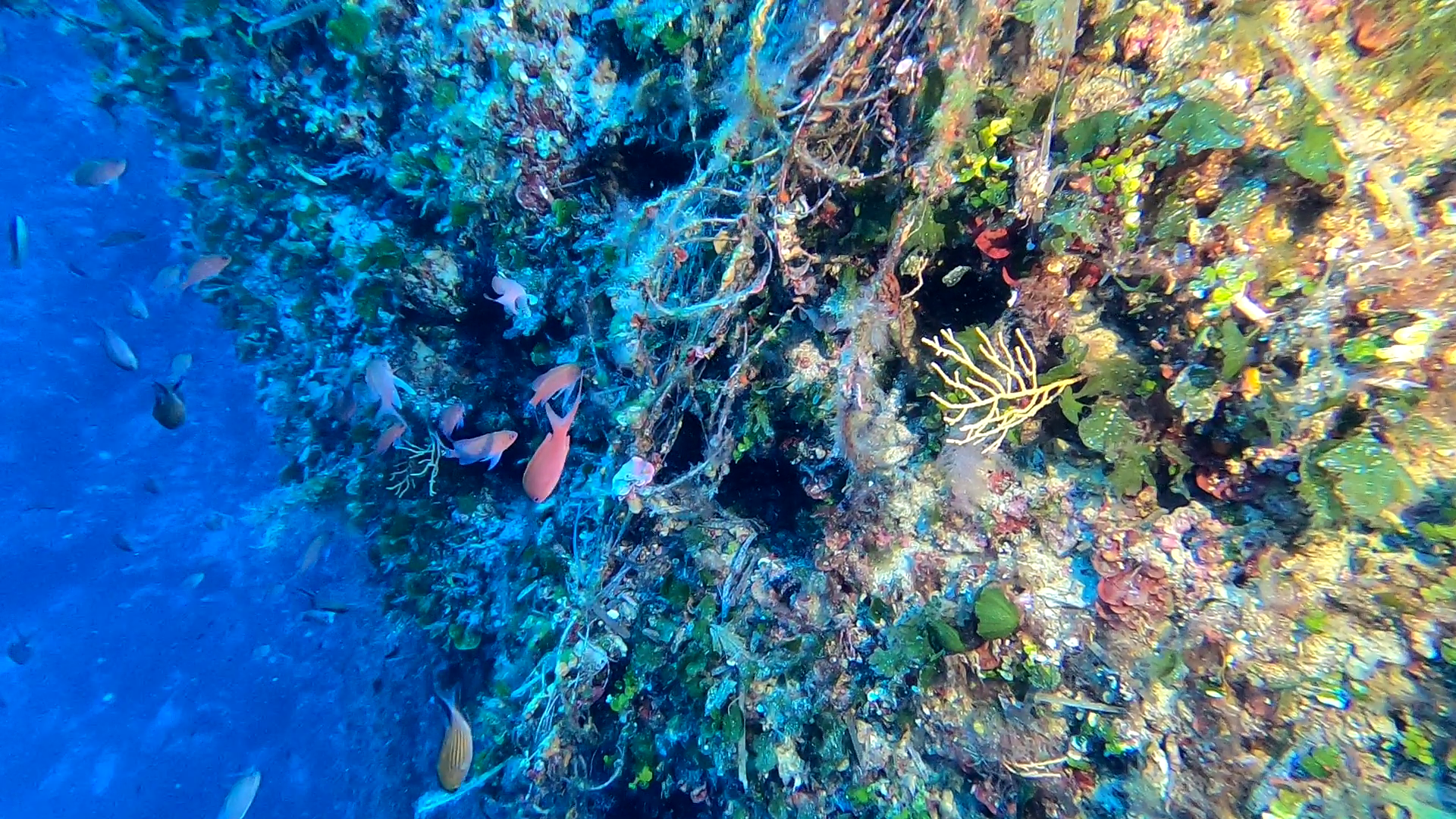 Operazione Mare Libero: recuperato oltre 1km di attrezzi da pesca dall’Isola di Giannutri