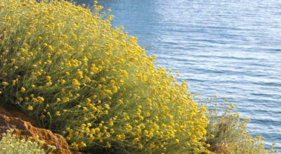 “BIOCHRYSUM” e la ricerca per lo sviluppo sostenibile dell’agricoltura biologica