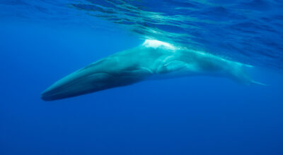 Formazione High Quality Whale Watching®: due giorni dedicati agli operatori italiani del settore che si terranno nel Parco Nazionale Arcipelago Toscano