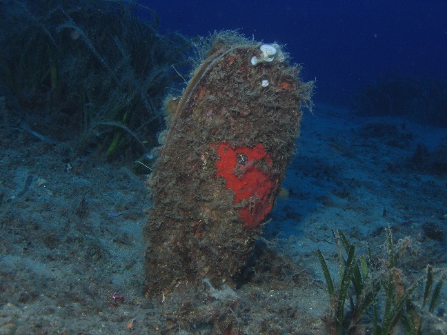 pinna nobilis 
