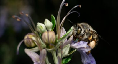 La conservazione degli impollinatori negli ambienti insulari Conferenza 1° giugno