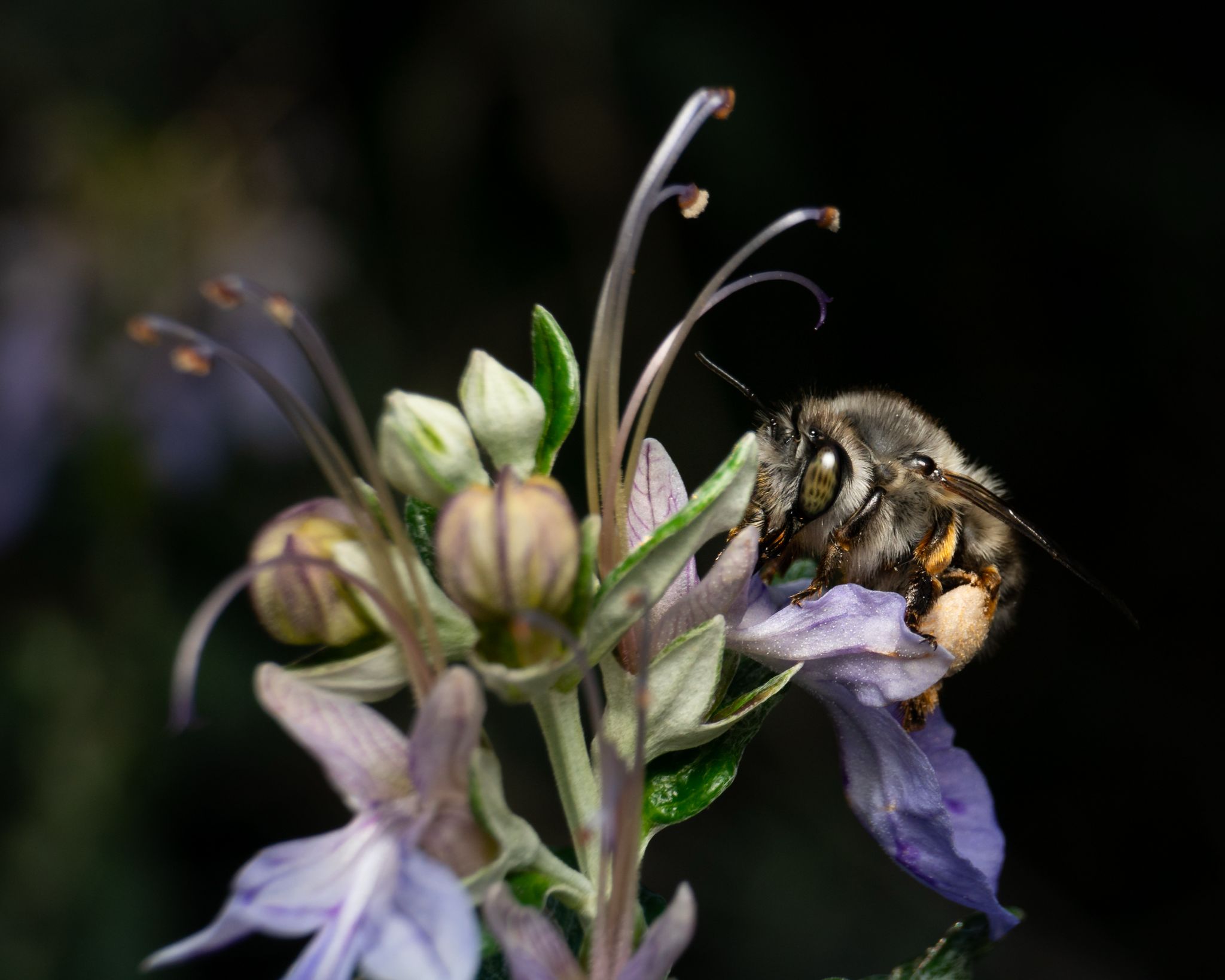 La conservazione degli impollinatori negli ambienti insulari Conferenza 1° giugno