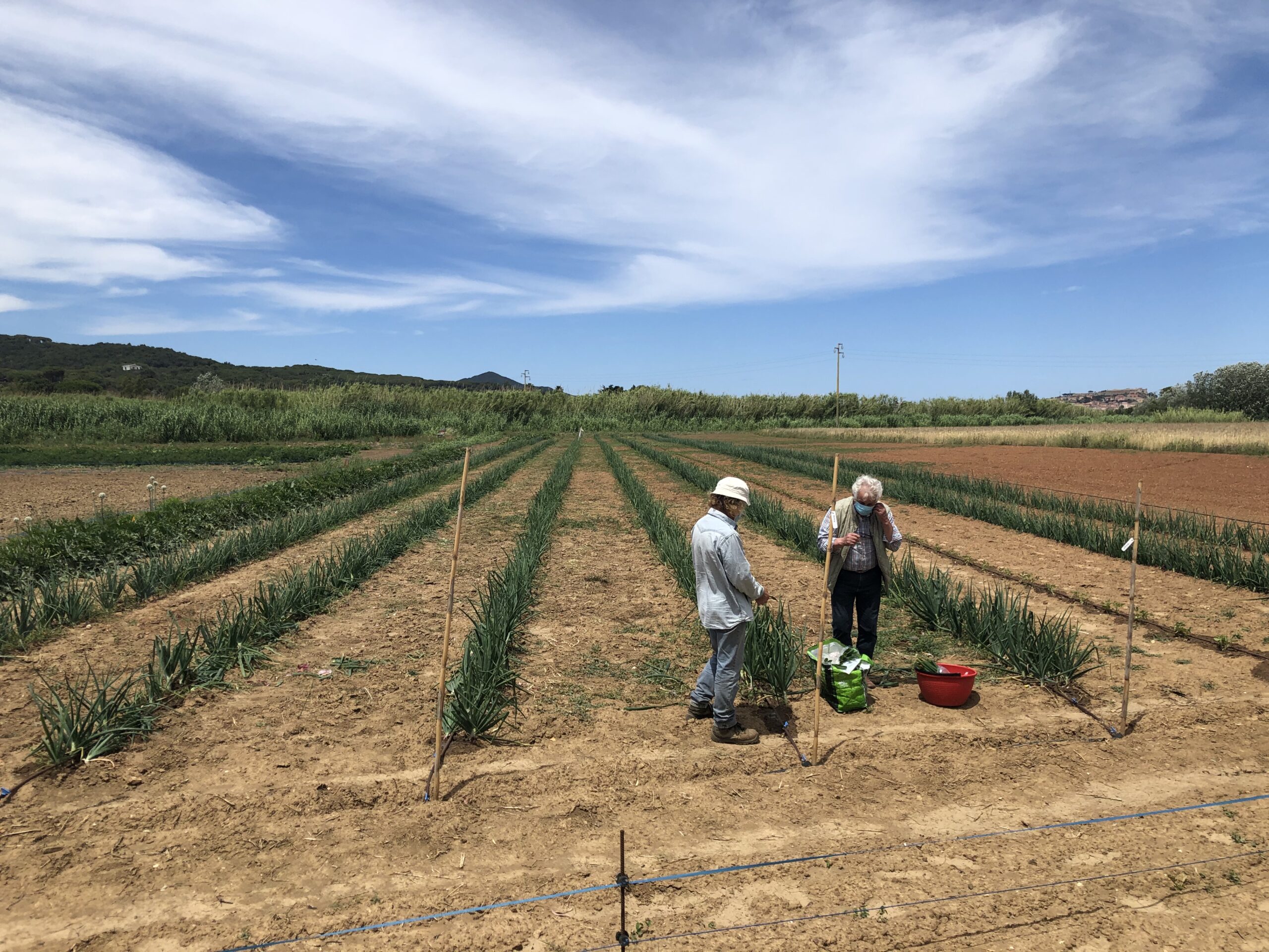 La nascita della Banca del Germoplasma dell’Arcipelago Toscano- 15 maggio al CEA di Lacona