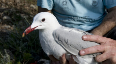 Bio-AT: biodiversità e ricerca scientifica nell’Arcipelago Toscano