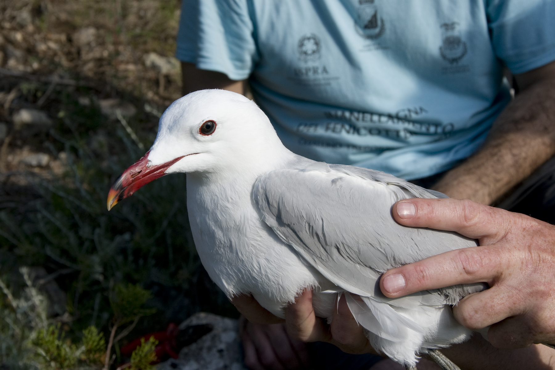 Bio-AT: biodiversità e ricerca scientifica nell’Arcipelago Toscano