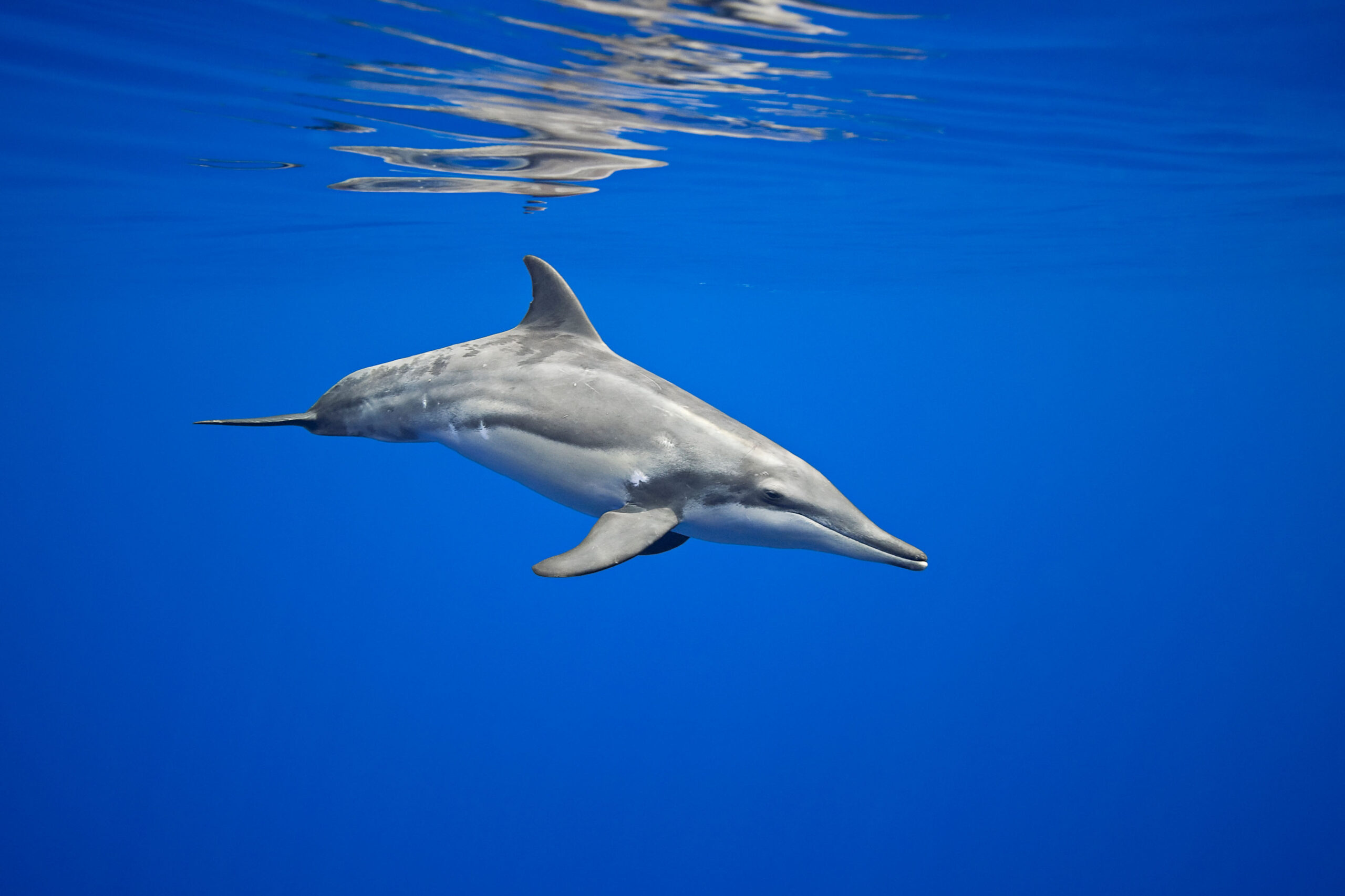 8 giugno Giornata Mondiale degli Oceani con il Parco Nazionale Arcipelago Toscano