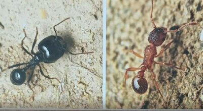 Le formiche dell’Arcipelago Toscano: una scoperta entusiasmante 28 giugno a Forte Inglese