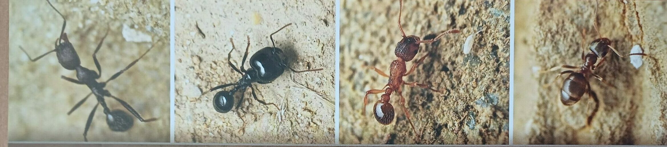 Le formiche dell’Arcipelago Toscano: una scoperta entusiasmante 28 giugno a Forte Inglese