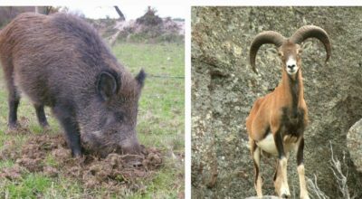 Appello del Presidente della Comunità del Parco: su emergenza ungulati all’Elba serve un Commissario Straordinario