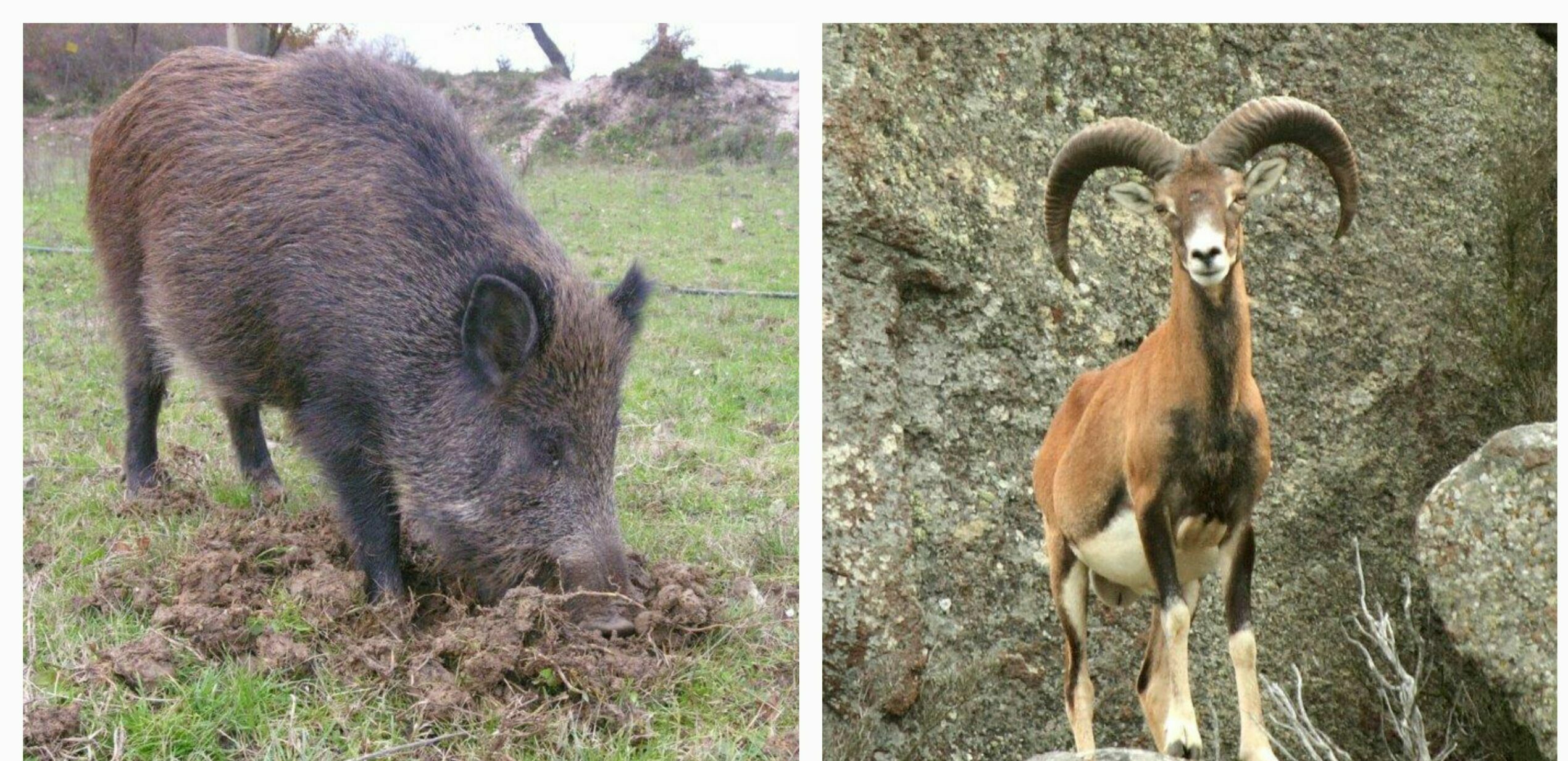 Appello del Presidente della Comunità del Parco: su emergenza ungulati all’Elba serve un Commissario Straordinario