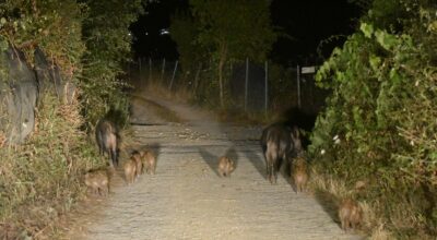 Atti di sabotaggio alle trappole di cattura degli ungulati