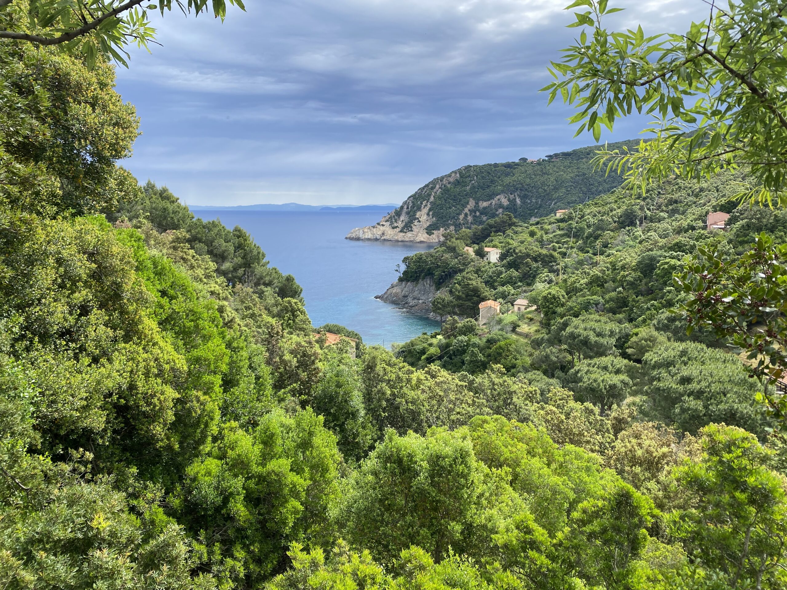 Prima riunione del gruppo di lavoro istituito dal Prefetto di Livorno in merito all’emergenza cinghiali e mufloni all’Elba