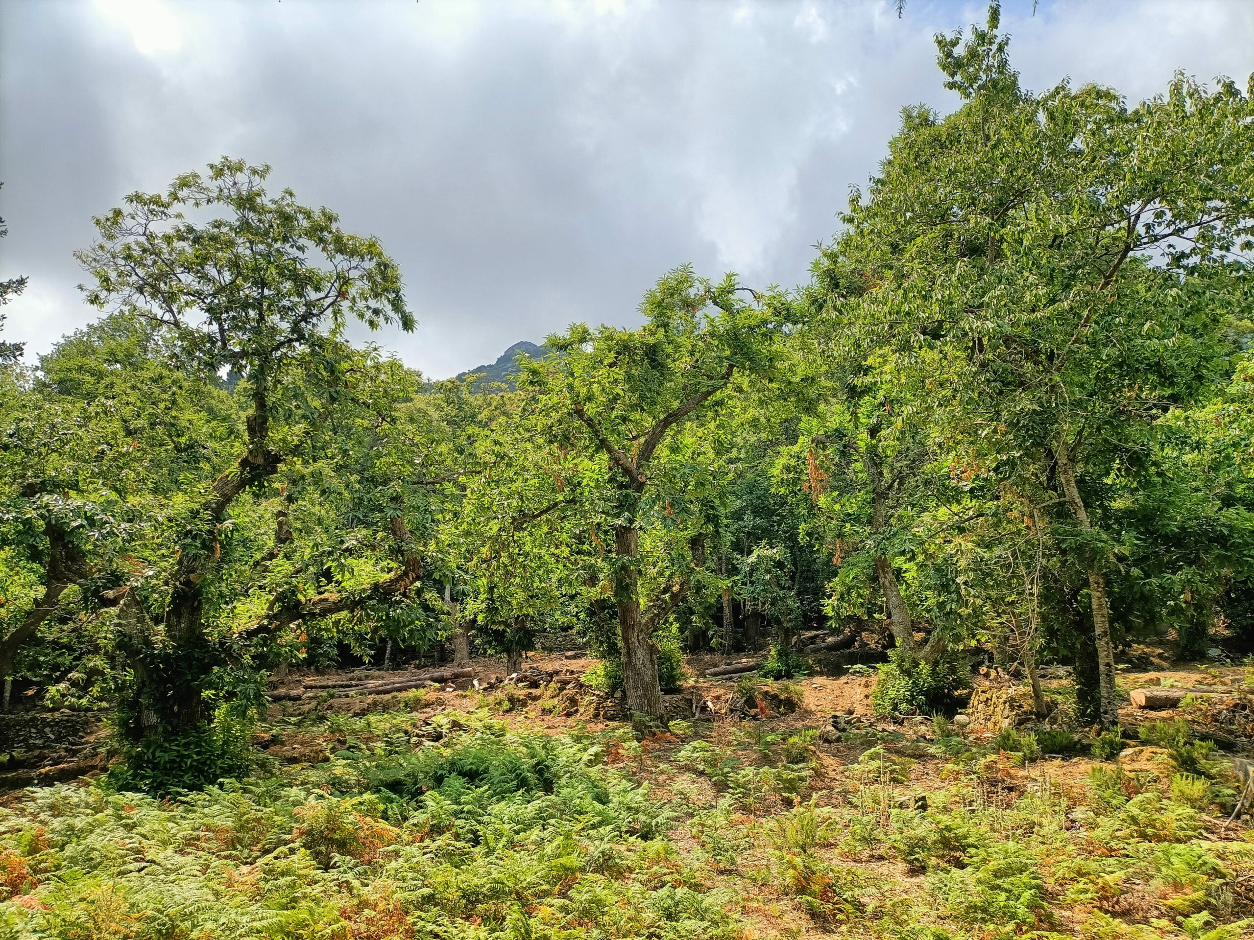 Marciana: l’Ente Parco prosegue gli interventi di recupero dei castagneti da frutto per salvare un patrimonio naturale e culturale. Entro l’autunno la fine dei lavori.