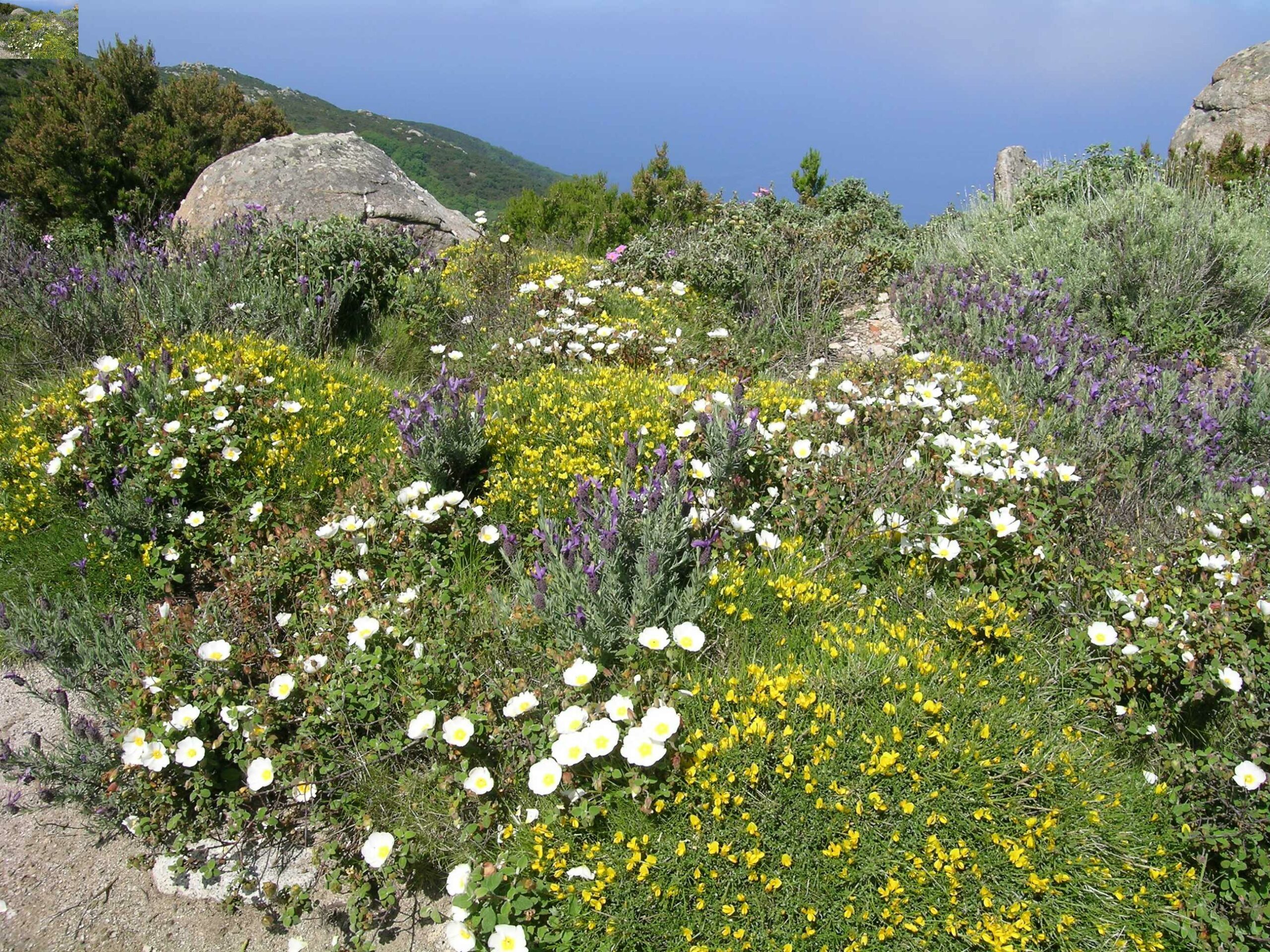 Macchia mediterranea