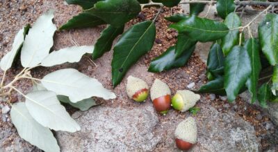 Al via gli interventi per la salvaguardia della lecceta a Montecristo
