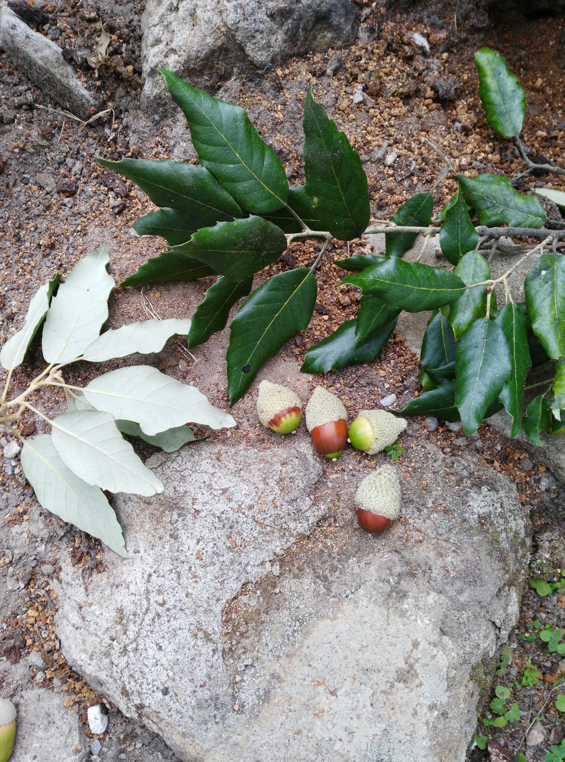 Al via gli interventi per la salvaguardia della lecceta a Montecristo