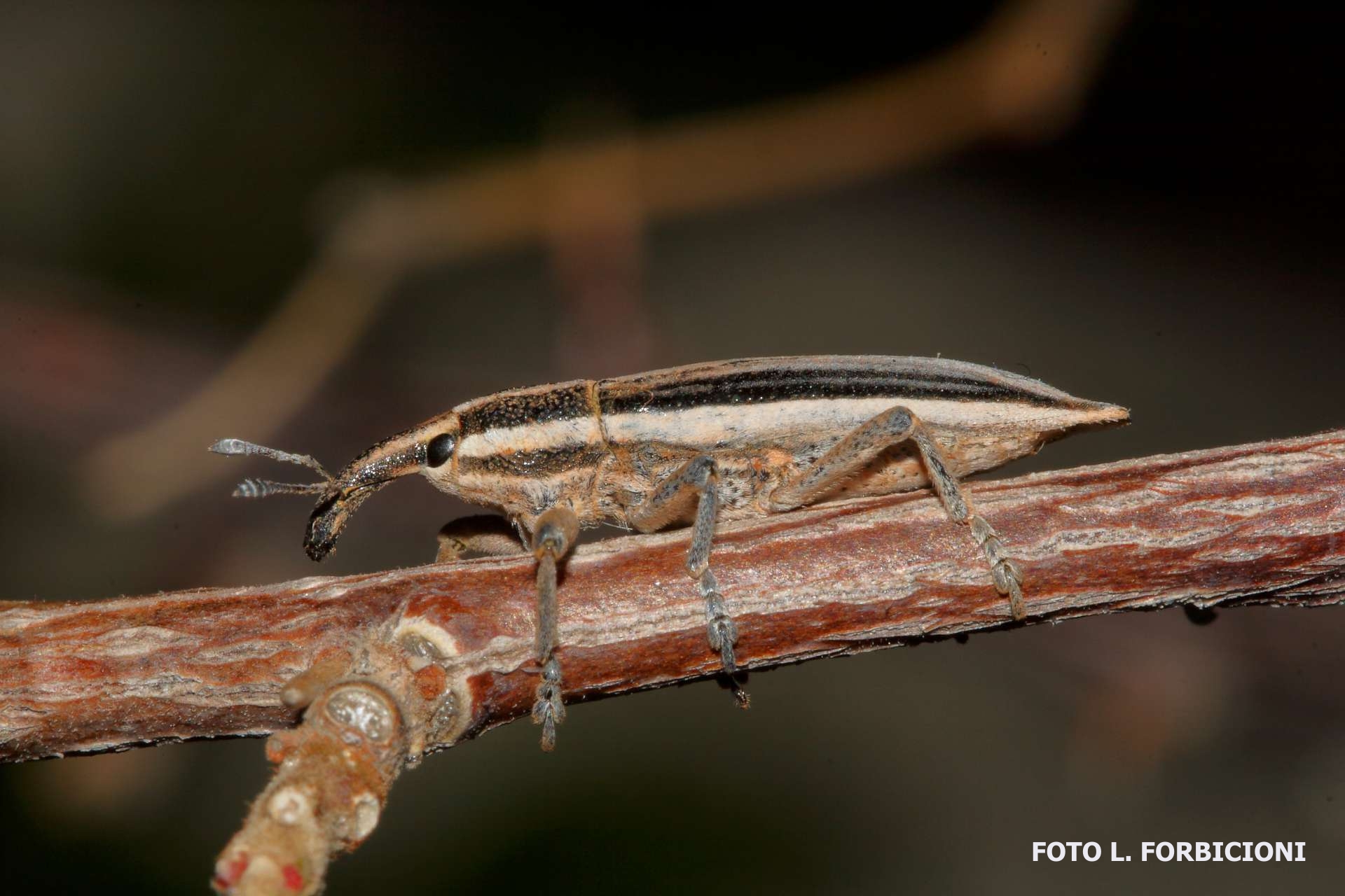 Coleotteri