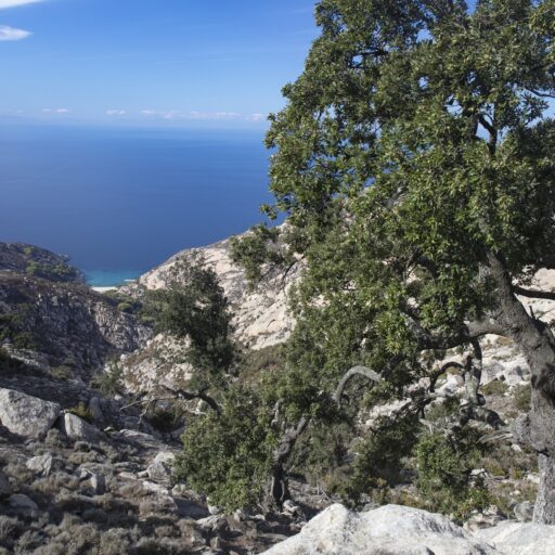Albero di leccio a Montecristo 