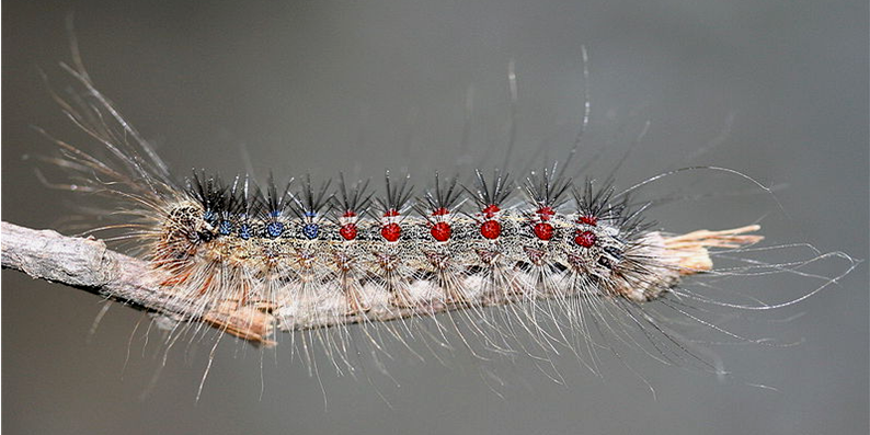 Limantridi