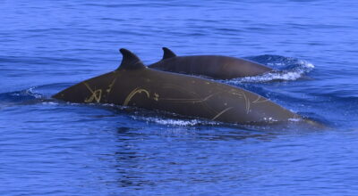 Il Santuario Pelagos protagonista al Festival della Scienza di Genova con il progetto CLAPS