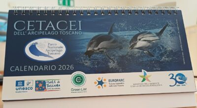 Dedicato ai cetacei dell’Arcipelago Toscano: il nuovo Calendario 2026 del Parco Nazionale
