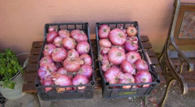 Rinnovata la Sezione della Banca Regionale del Germoplasma per le varietà ortive dell’Arcipelago Toscano.