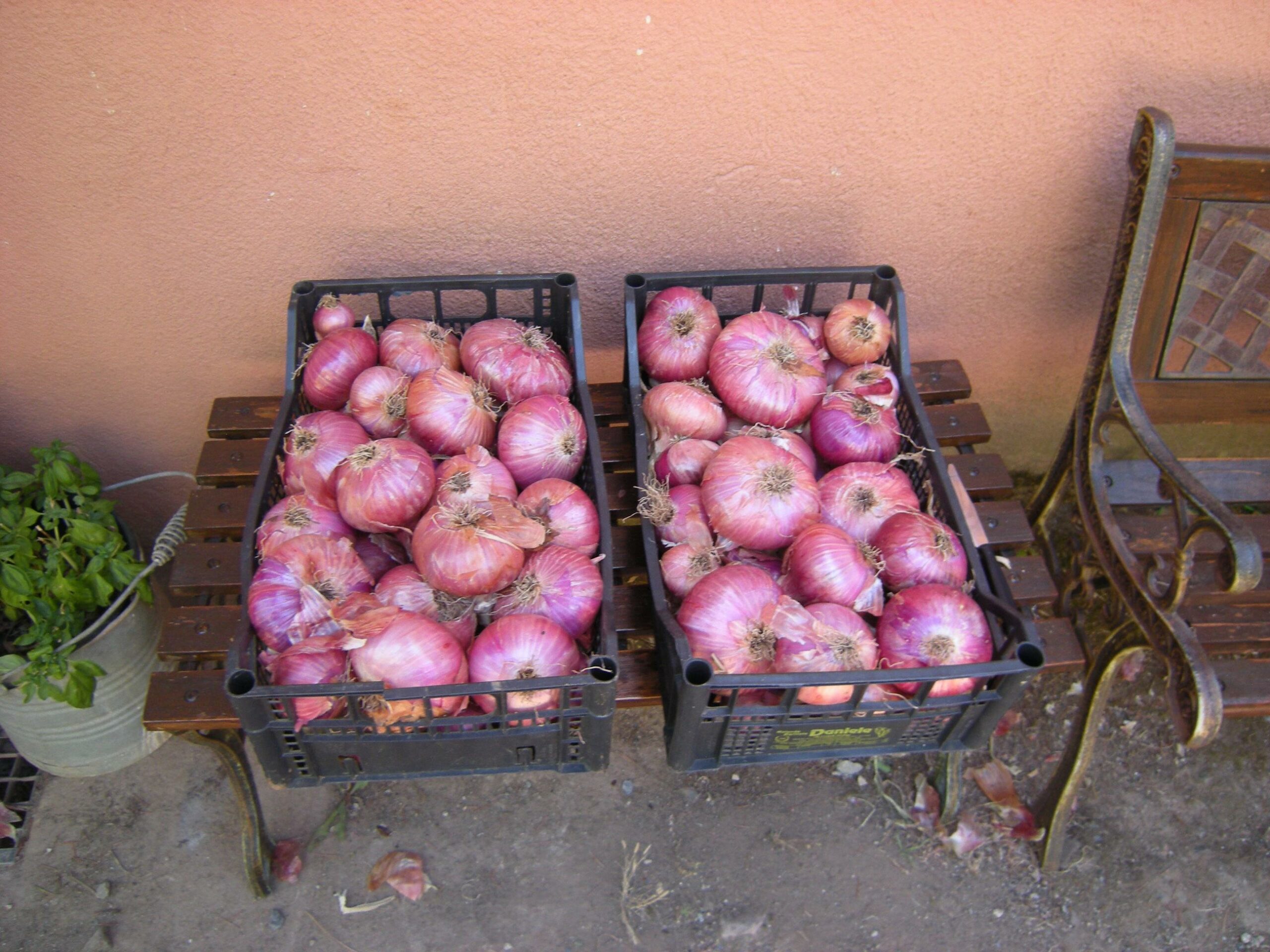Rinnovata la Sezione della Banca Regionale del Germoplasma per le varietà ortive dell’Arcipelago Toscano.