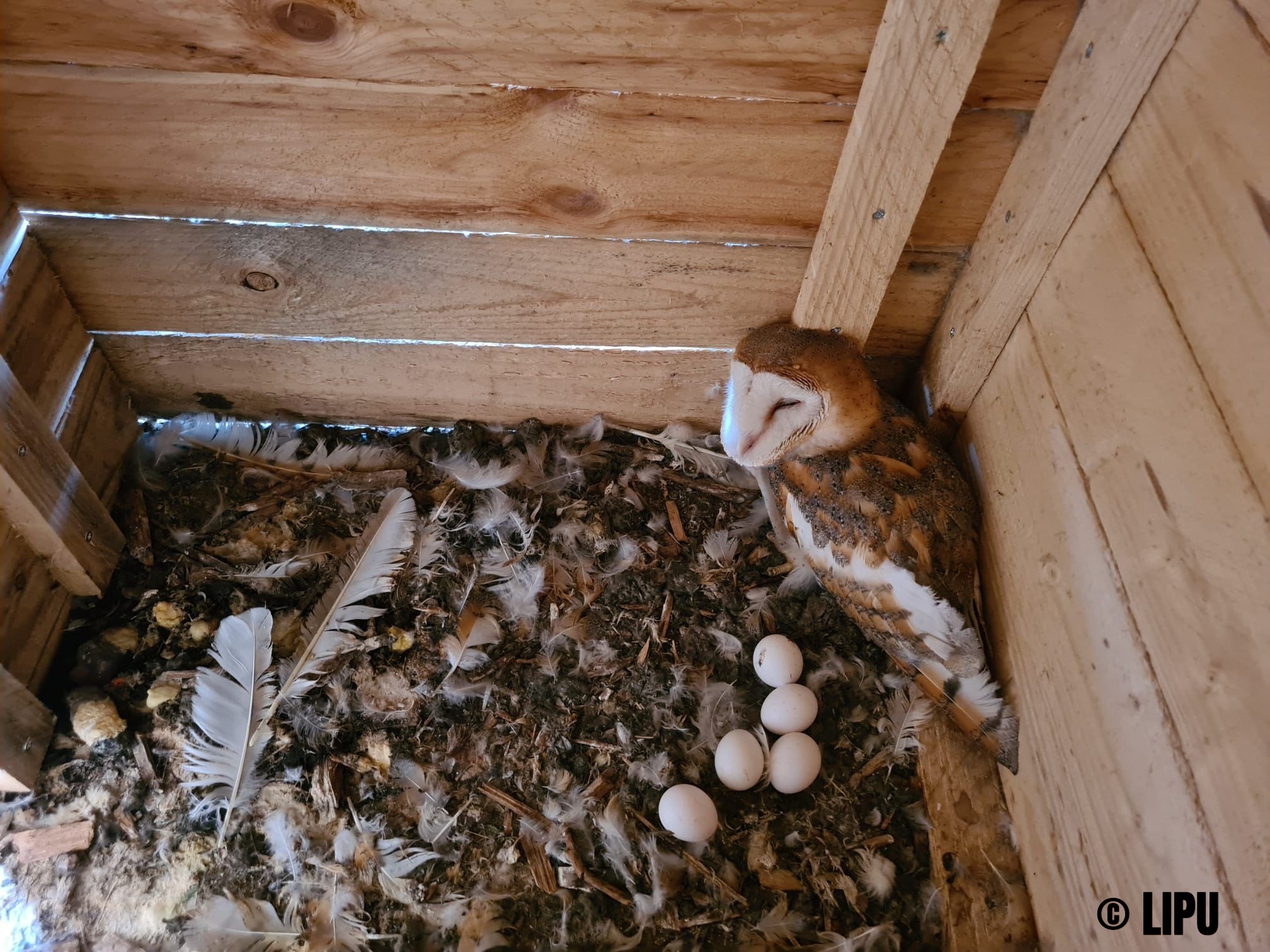 Barbagianni a Pianosa 