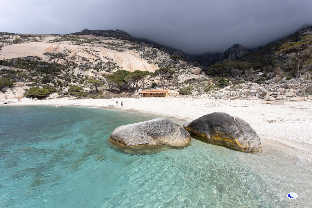 La foca monaca “ascoltata” a Montecristo: la bioacustica conferma una presenza rarissima