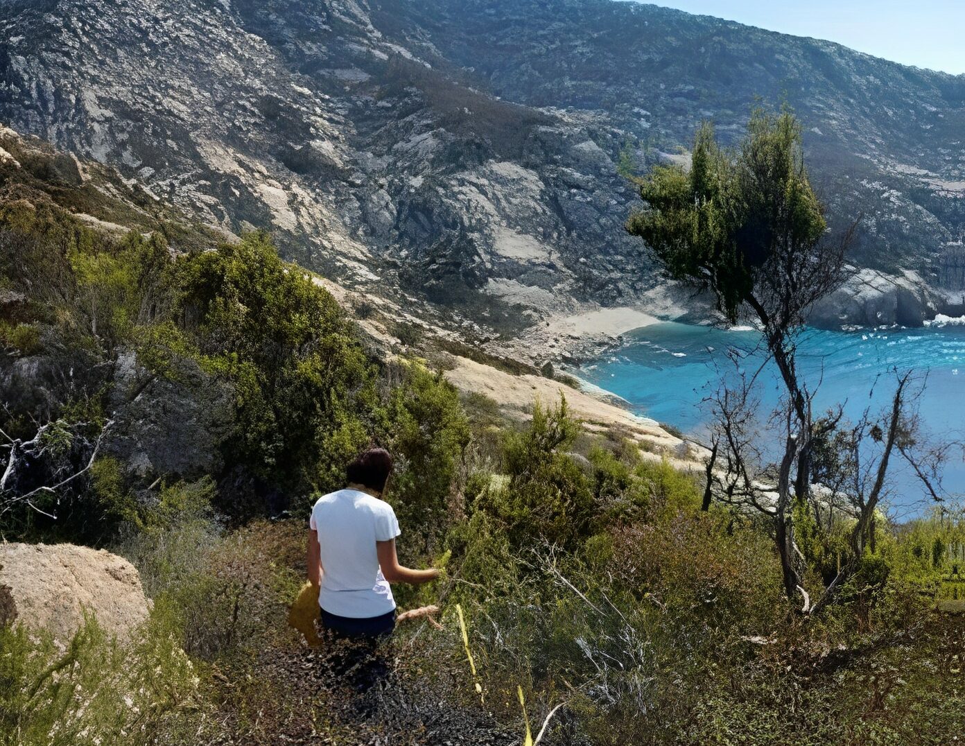 Montecristo Monitoraggio vegetazione