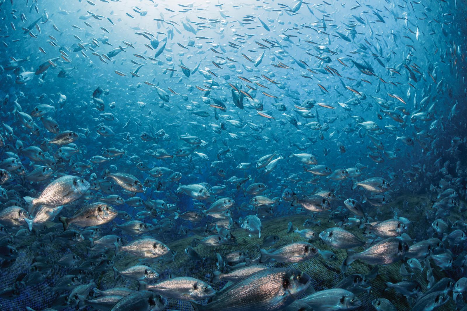 branco pesce maricoltura Capraia