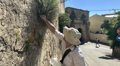 Le antiche “Mura Medicee” di Portoferraio conservano le specie a rischio per il cambiamento climatico