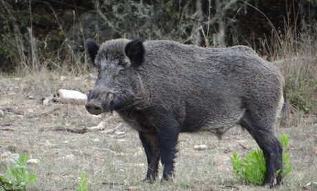Gestione degli ungulati nel Parco Nazionale Arcipelago Toscano