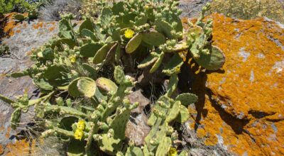 Capraia, al via i lavori per proteggere gli habitat dalle piante aliene invasive
