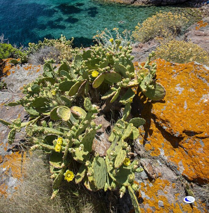 Capraia, al via i lavori per proteggere gli habitat dalle piante aliene invasive