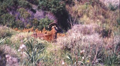 Tutela della biodiversità e controllo faunistico: il Parco innova la gestione della fauna selvatica